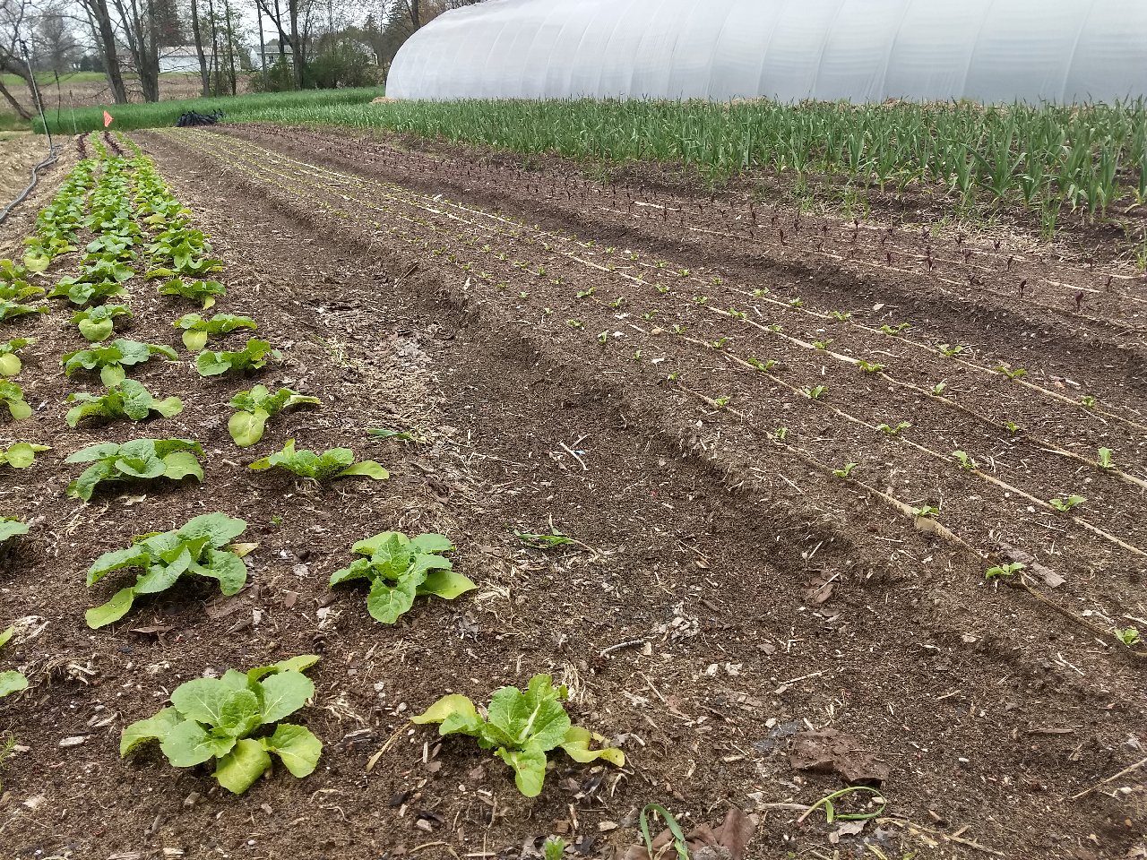 The middle two beds in this photo were established with a paper pot transplanter. Conditions must be perfect for them to work well. Photo by Ben Phillips, MSU Extension.